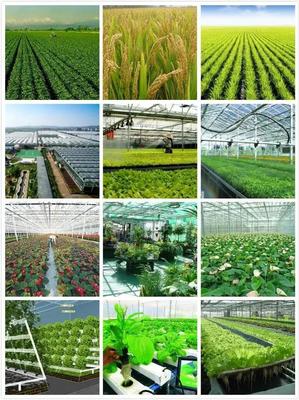 破土生金 农作物种子经营的机遇、挑战与未来