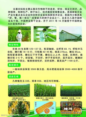 京单28 优质玉米品种的市场推广与农作物种子经营之道