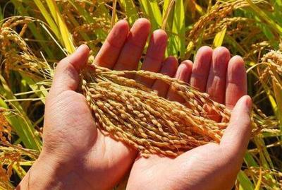 浅谈市级种子管理对农作物种子生产经营实行有效监管的思考