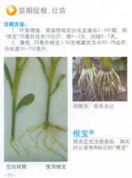 黑龙江广源种业集团 深耕种业全产业链，助力农业现代化发展