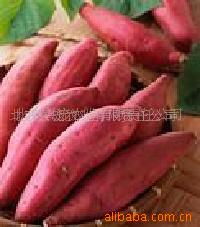 北京兴庞农业有限责任公司农作物种子种苗产品列表与经营概述