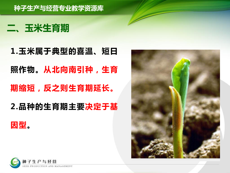玉米生物学基本特点及其对农作物种子经营的启示